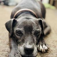 Coco Saenz obituary, San Antonio, San Antonio