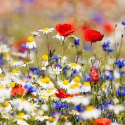 James Glacken obituary, , Edinburgh, Edinburgh
