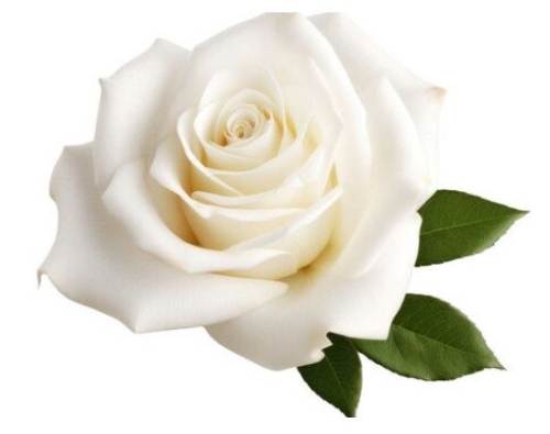 Diane Hayes obituary, , Chichester