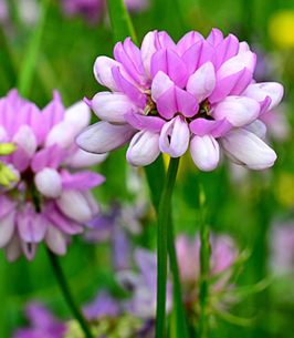 Patricia (Patty) Jenkins (Wright) obituary, Butler, Butler