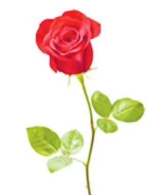 Margaret Rose BEATTIE obituary, , Napier, East Hastings