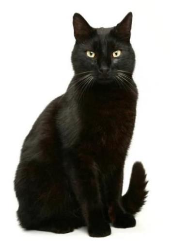 Janet Maynard obituary, , Sheffield