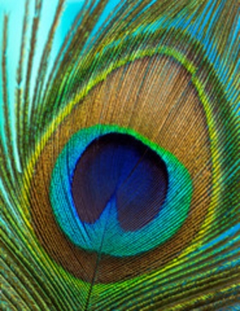 Usha Doshi obituary, Highland Park