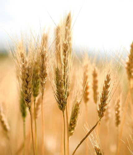 Robert Kimpe obituary, Moline, Moline