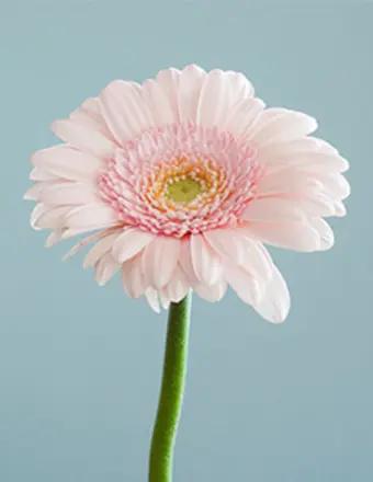 Catherine L'Heureux obituary, Avondale, Mesa