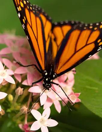 Esperanza Rodriguez obituary, Los Angeles, Los Angeles