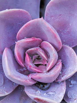 KIMBERLY SUE SEARS obituary, Gillett, Mansfield, Wellsboro