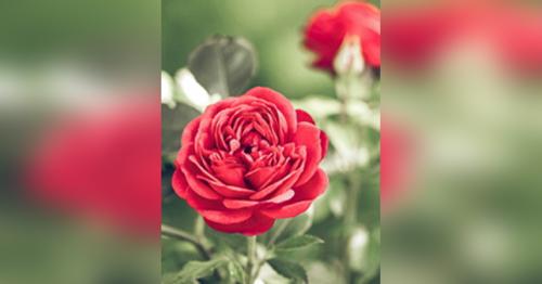 Sherry Wehrle obituary, Eaton Rapids, Lansing