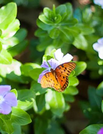 Sally A. Stiff obituary, Montrose, Clio