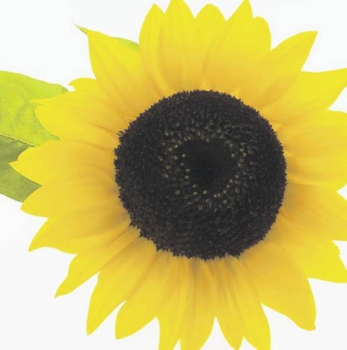 Diane Winrow obituary, , Preston