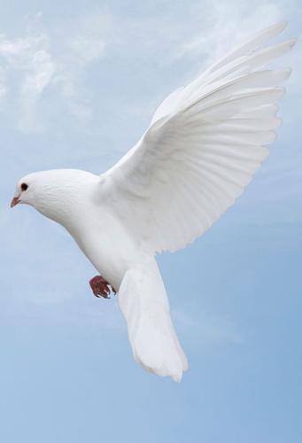 Mervin Smithson obituary, Apopka