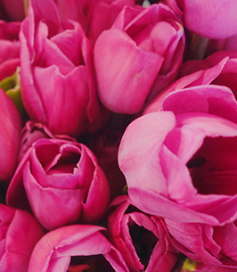 Sally Ann Wriston (Davis) obituary, Oak Hill, Oak Hill