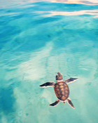 Reed Alexander Dickson obituary, Mooresville, Mooresville