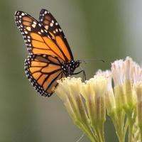 Harriette Green obituary, Littleton, Akron, Denver, Borger, Denver