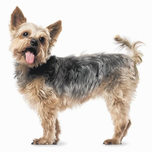 Julie Brookman obituary, , Wakefield