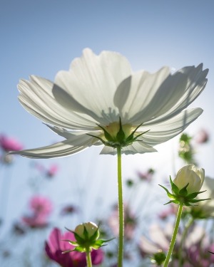 Alice Schmidt obituary, , Metropolis, Paducah