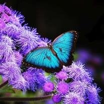 Beatrice Browne obituary, New Brunswick