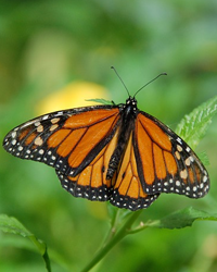 Shannon (Lynn) Lynn Pappas