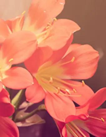 Esperanza Perez obituary, Chicago, Chicago