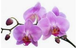 Mabel Grace (nee Dilley) FOREMAN (Grace)