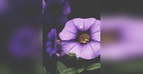 Mary Coger obituary, Memphis, Memphis, Memphis