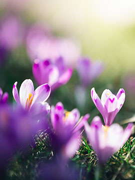 Novella Quarles obituary, Baltimore, Baltimore