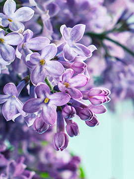 Kathleen Kimbrell obituary, Louisa, Louisa