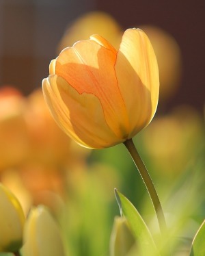 Irma Jeane Jackson obituary, Burlington
