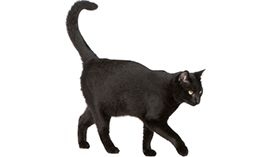 Shane Scott obituary, , Wolverhampton