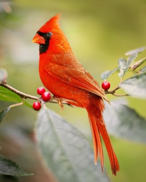 Robert Harriger obituary, Sidney, Sidney, Sidney