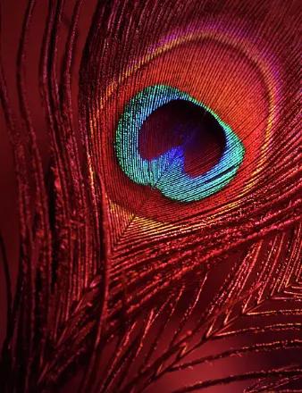 Prabhadevi Honwad obituary, Highland Park, Highland Park