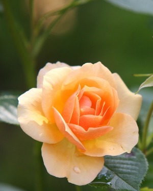 Cherrie Luisa Abarca