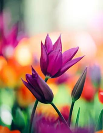 Kimberly Manders obituary, Ames