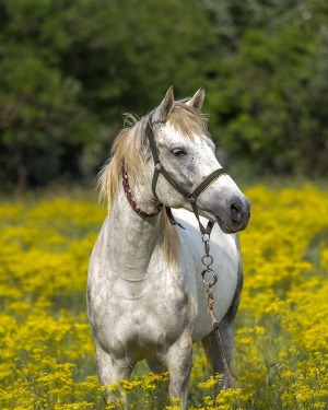 Donald E. Lydic Sr. obituary, Northern Cambria, Northern Cambria