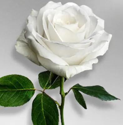 Zenaida Calderon obituary, North Hollywood, North Hollywood