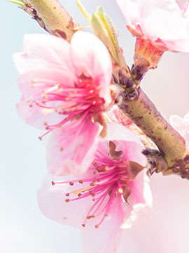 Basant Kaur obituary, Garden City Park