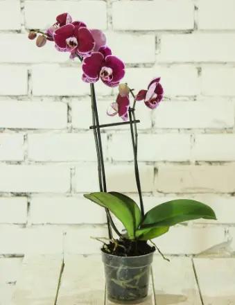 Gena Holcombe obituary, Greenville, Greenville